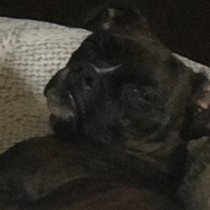 Meet your Posher, Mia